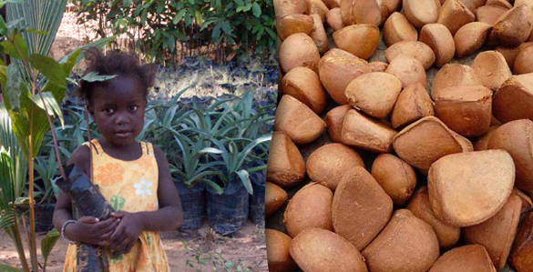 Child holding seedlings