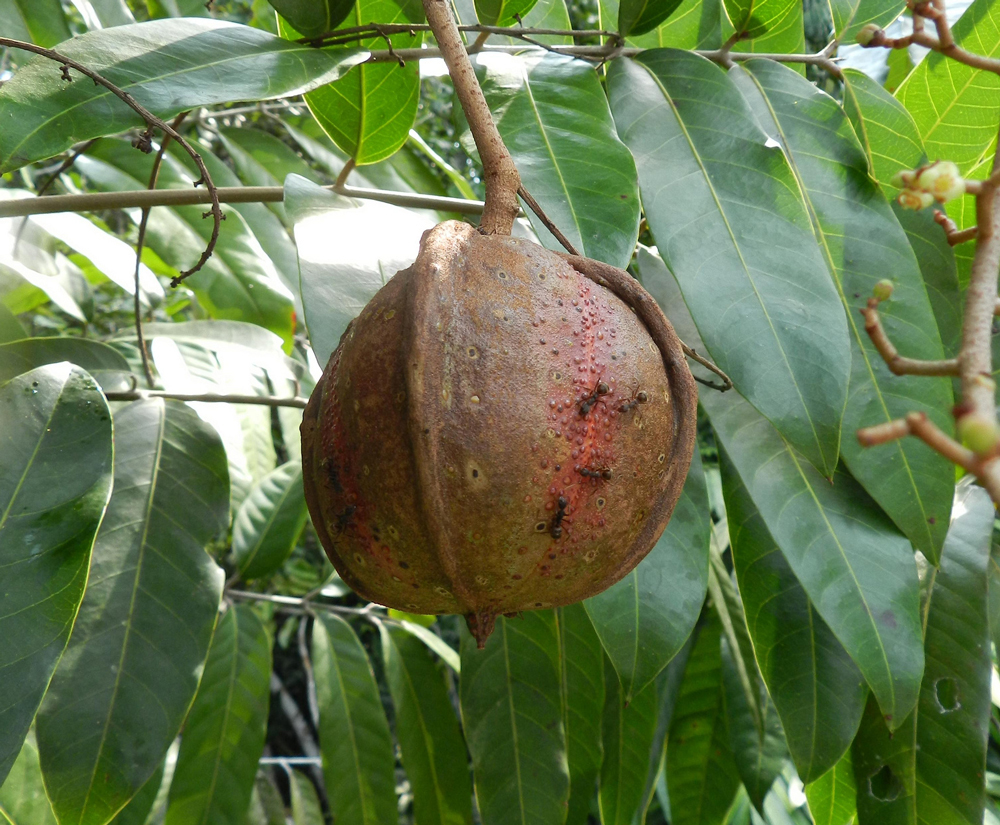 Carapa guianensis fruit